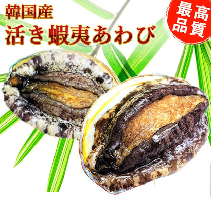 活アワビ（韓国産）110-120g 5個【送料別】