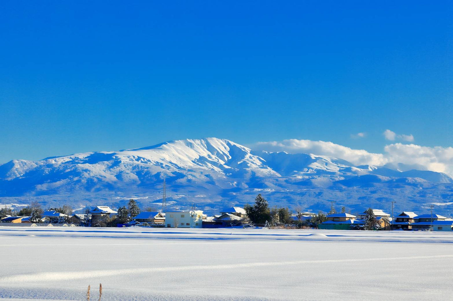 ブランド米「こしひかり」新米５kg