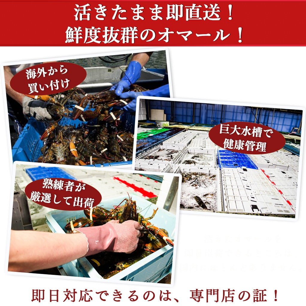 国産伊勢海老テルミドール【送料別】【冷凍】