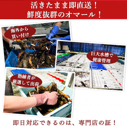 国産伊勢海老テルミドール【送料別】【冷凍】
