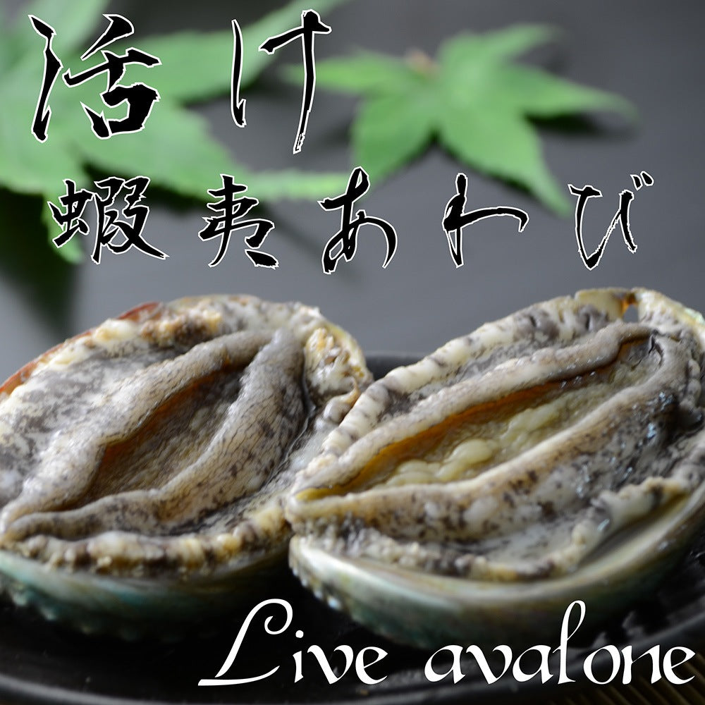 活アワビ（韓国産）110-120g 5個【送料別】