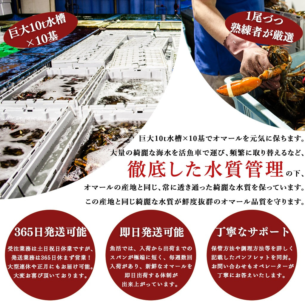 国産伊勢海老テルミドール【送料別】【冷凍】