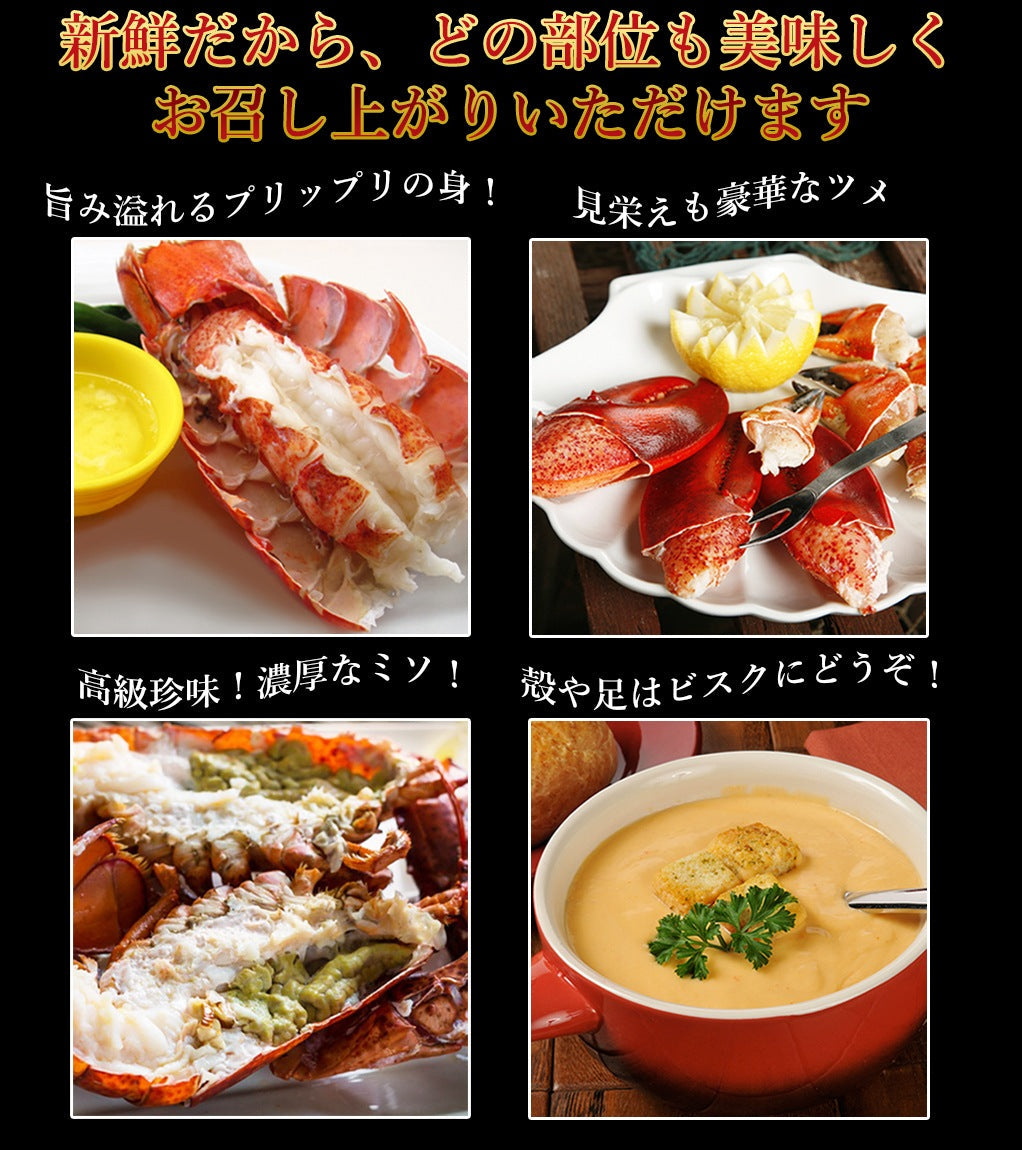 活オマール海老500g〜550gサイズ2尾セット【送料別】