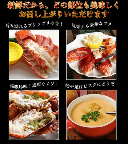活オマール海老500g〜550gサイズ2尾セット【送料別】