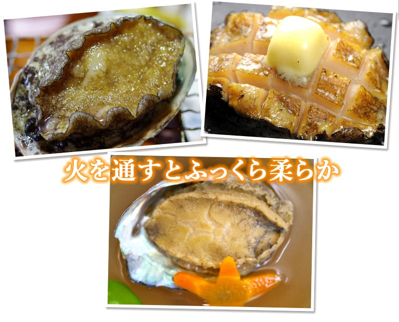 活アワビ（韓国産）60-70g 8個【送料別】
