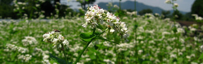半なま　そば宝　8袋入り箱詰【送料別】