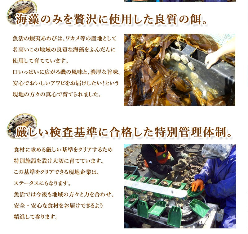 活アワビ（韓国産）60-70g 8個【送料別】