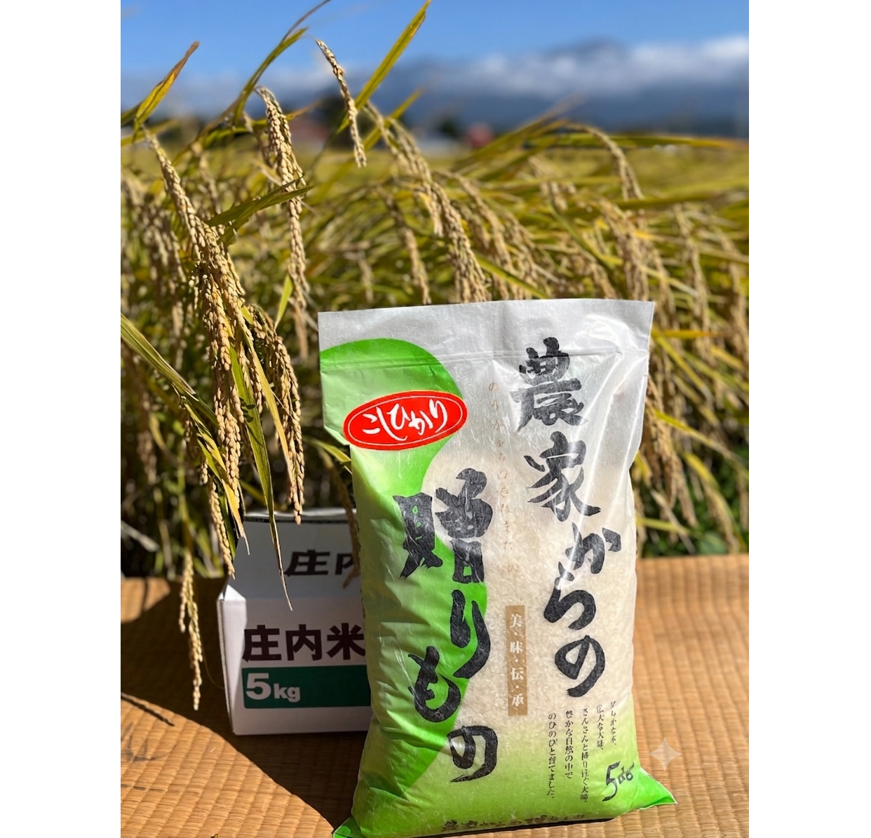 ブランド米「こしひかり」５kg【送料別】